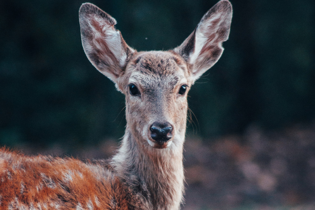 Deer, Alpaca, Llama Insurance LRMS Insurance Services