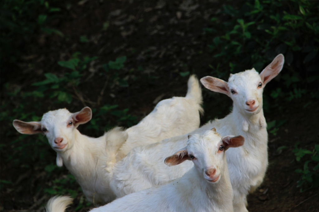 Sheep & Goat Insurance LRMS Insurance Services